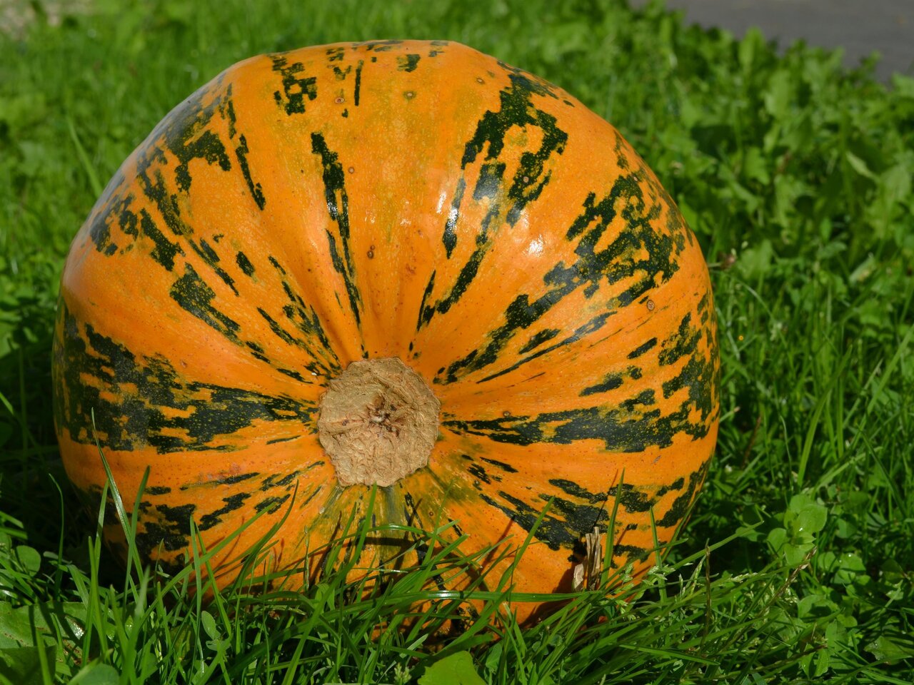 Kürbis Kernöl Gollien | © Kernöl Gollien