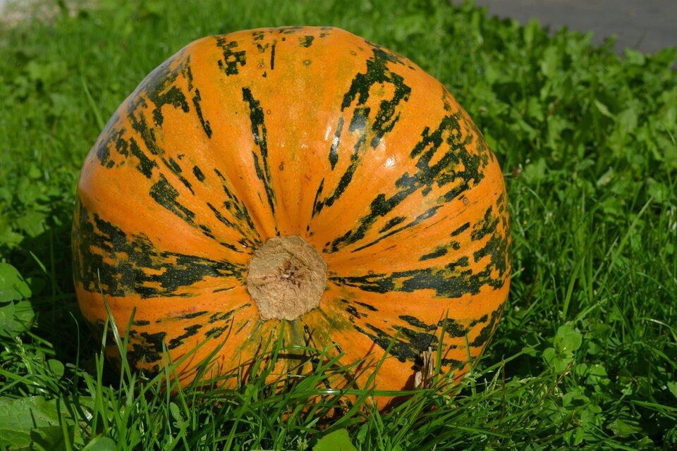 Kernöl Gollien - Impression #1 | © Kernöl Gollien