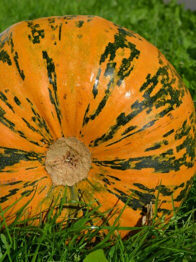 Kürbis Kernöl Gollien | © Kernöl Gollien