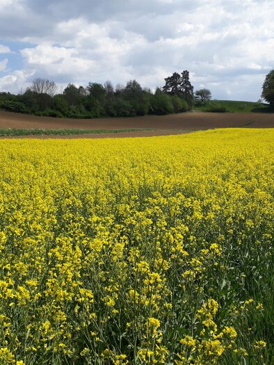 Wiese Hödls Hof | © Hödls Hof