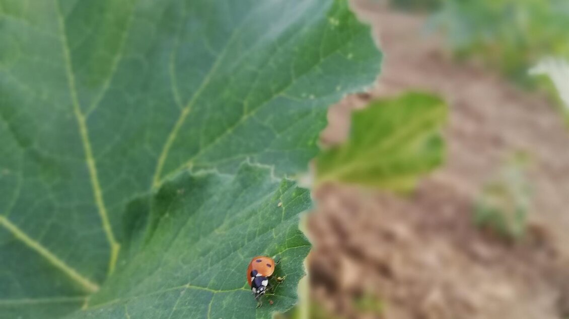 Kürbisfeld Hödls Hof | © Hödls Hof