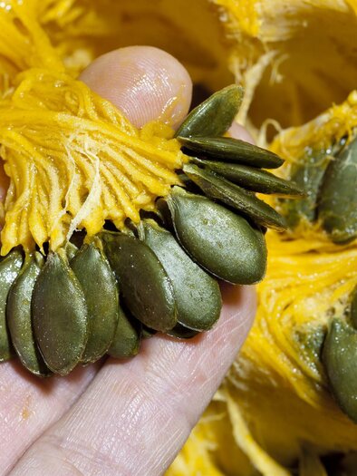 Kürbiskerne | © Schilcherland Spezialitäten