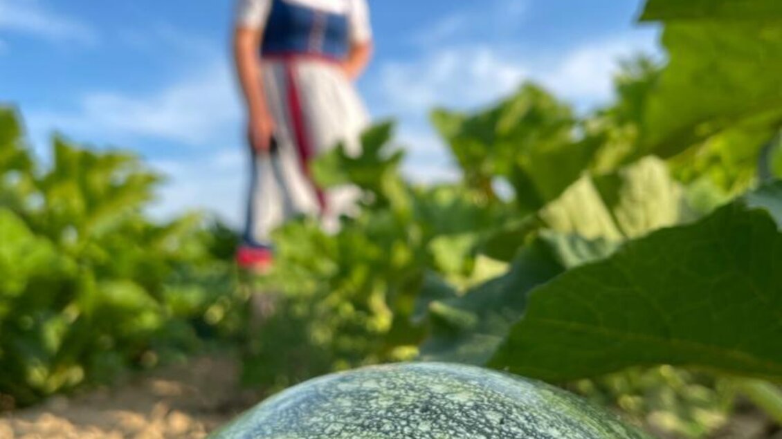 Kürbisfeld Schmitt | © Familie Schmitt