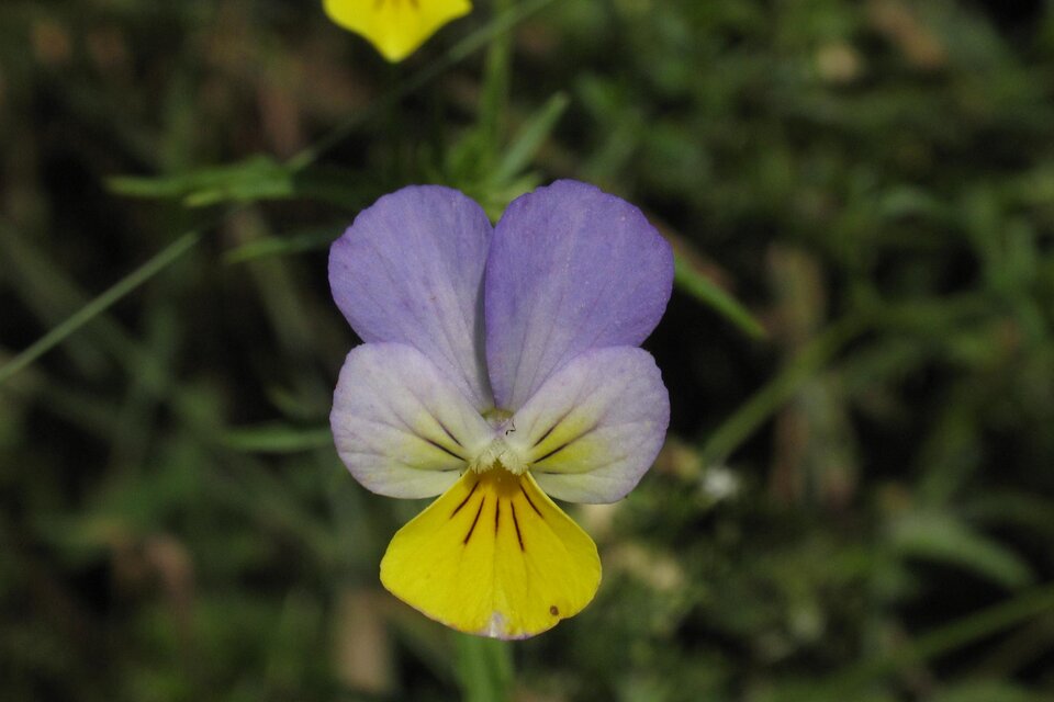 Kräutermeilen - Impression #1