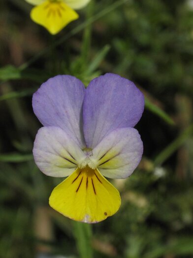 Ackerstiefmütterchen