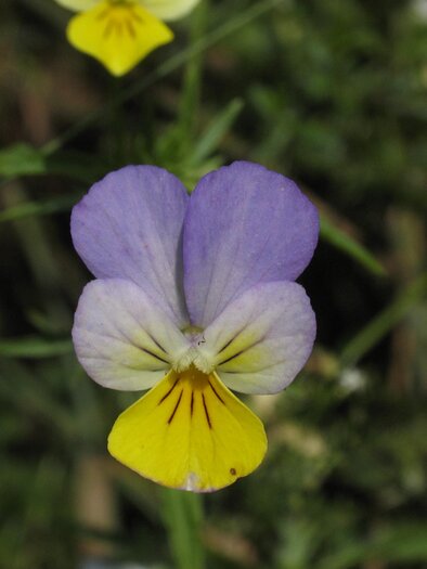 Ackerstiefmütterchen