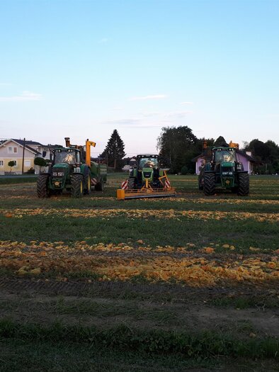 Kürbisfeld Familie Bauer | © Kürbisbauer