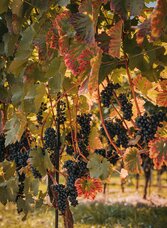 Weingenuss im Schilcherland | © Schilcherland Steiermark | © Schilcherland Steiermark