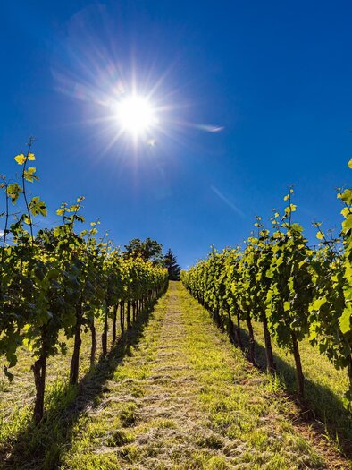 Weinberge | © TV Gamlitz, Harry Schiffer