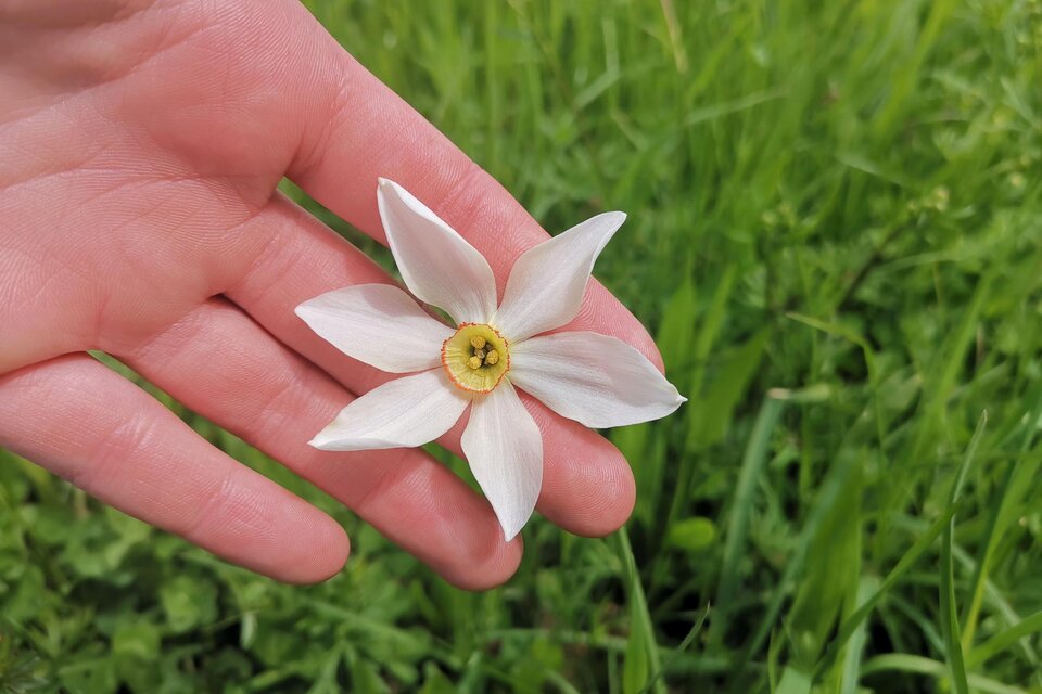 Narzissen-Apotheke - Impression #1 | © TVB Ausseerland - Salzkammergut/Schwaiger