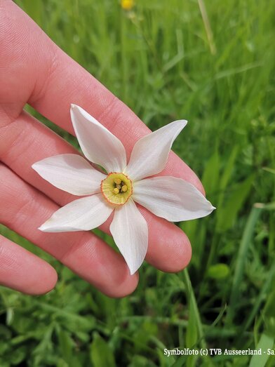 Symbolfoto | © TVB Ausseerland - Salzkammergut/Schwaiger | © TVB Ausseerland - Salzkammergut/Schwaiger