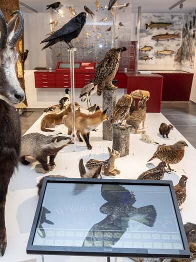 Gämse | © www.mariazell.blog / Fred Lindmoser | © www.mariazell.blog / Fred Lindmoser