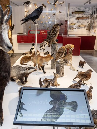 Gämse | © www.mariazell.blog / Fred Lindmoser