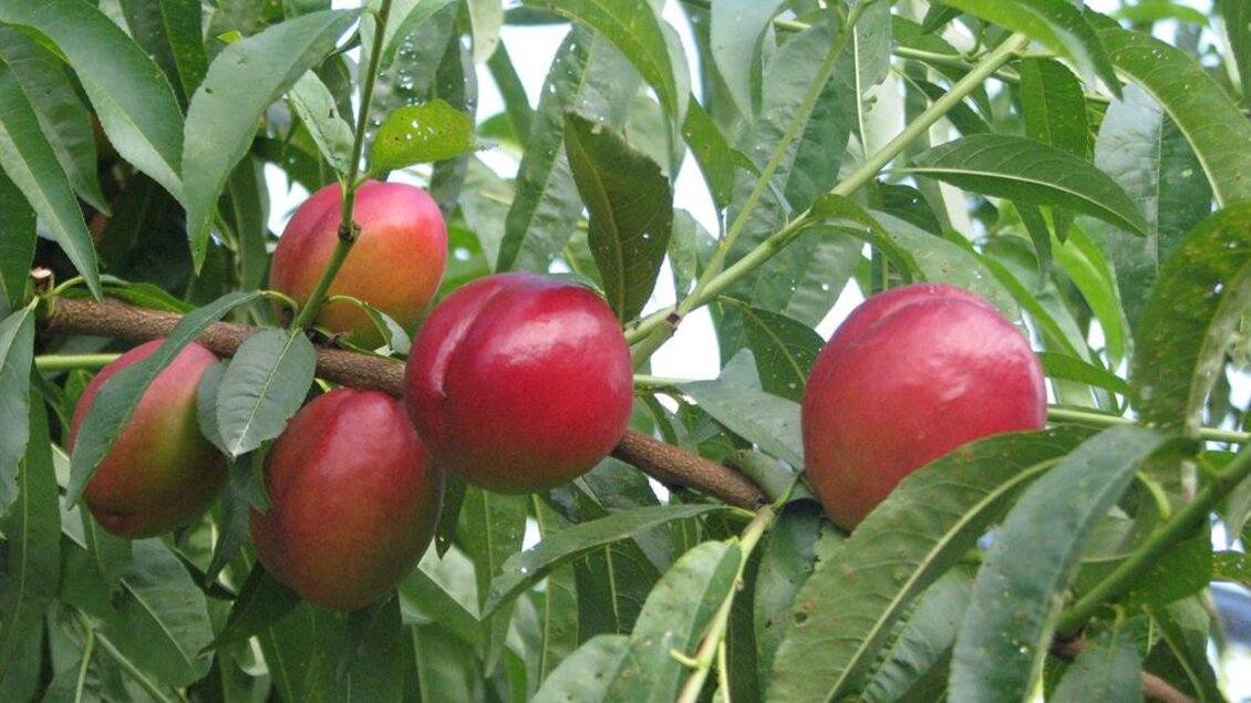 Glück Obsthof Bauernladen | © Glück