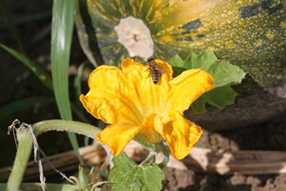 Schmid oil mill - Impression #1