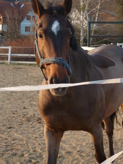 Pferdehof Saurugg | © Pferdehof Saurugg