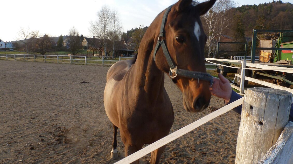 Pferdehof Saurugg | © Pferdehof Saurugg