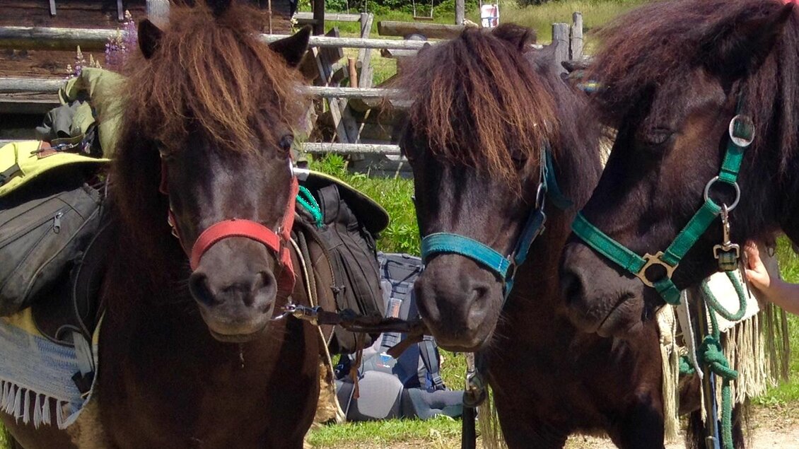 Ponytrekking | © Ponytrekking