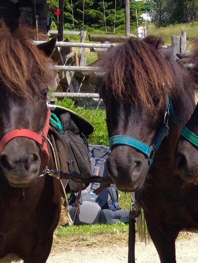 Ponytrekking | © Ponytrekking