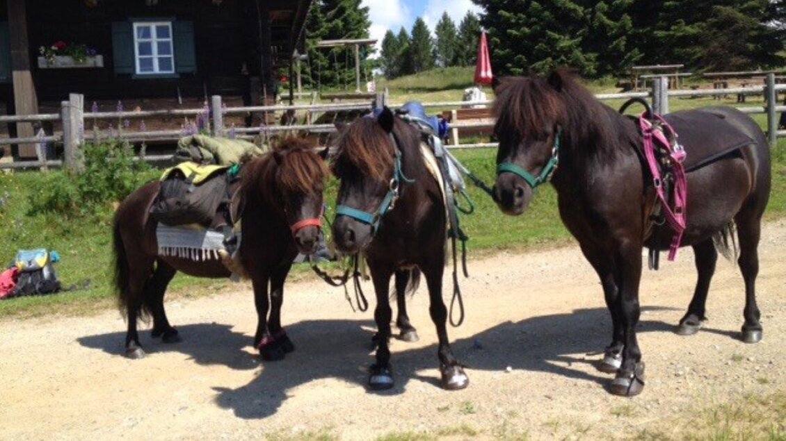 Ponys | © Ponytrekking