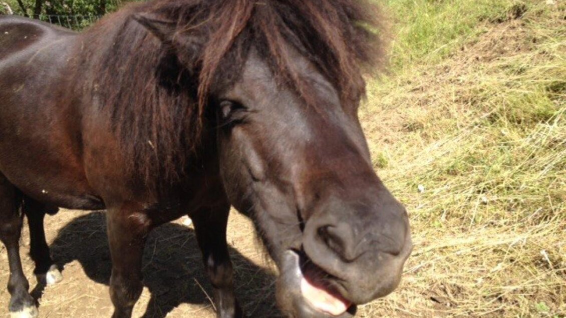 Happy Pony | © Ponytrekking