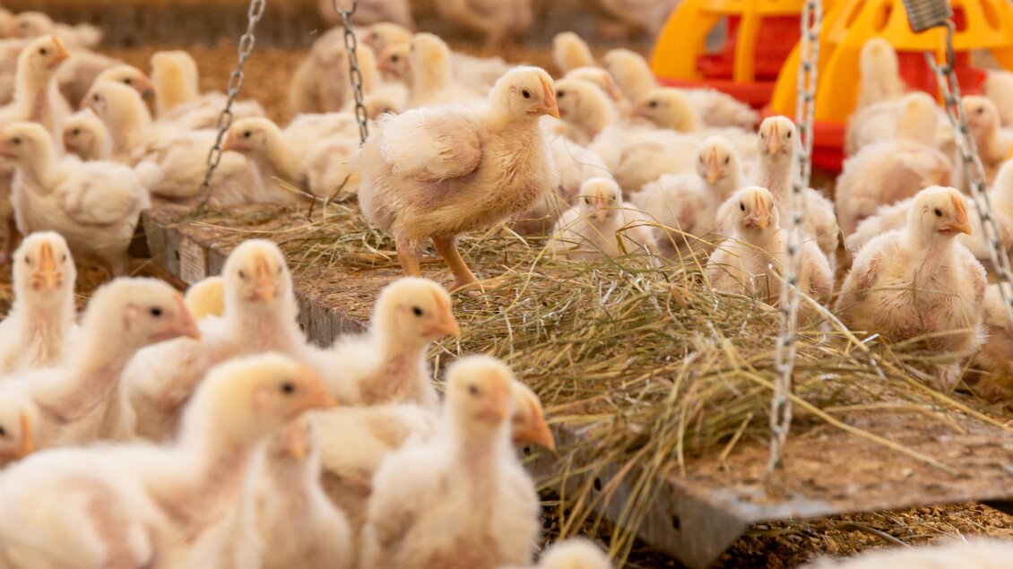 Kücken bei Posch Hendl | © RM SW GmbH | webquartier.at