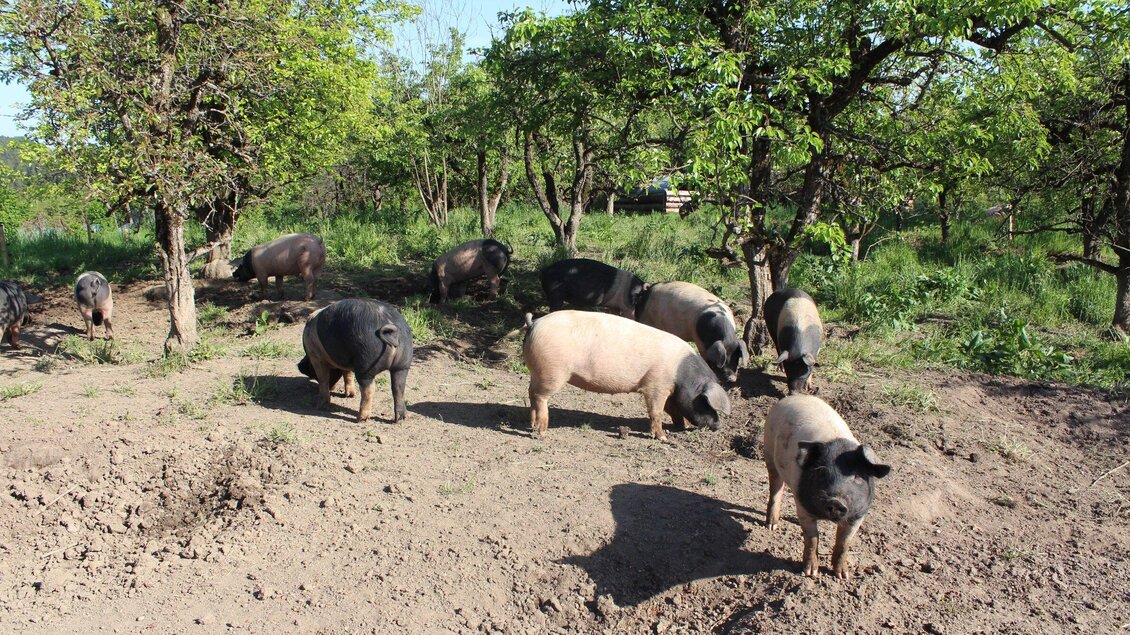 Schweine im Apfelhain - | © pur Naturhof