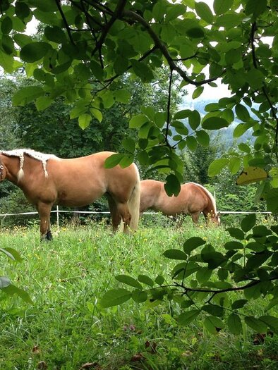 Pferde | © M. Wimmer