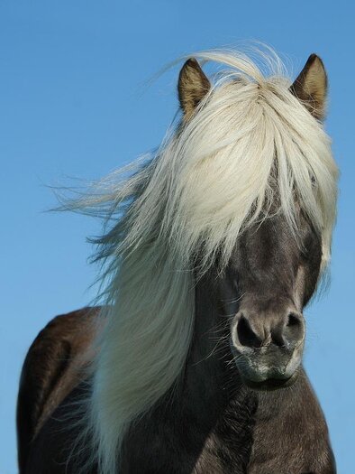 Pferd_Foto: Ute Becker auf pixabay | © Swan Mountain Ranch