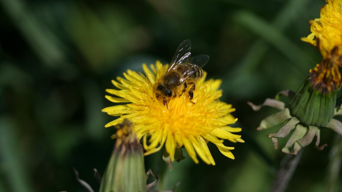 Biene_Pöllau_Oststeiermark | © Tourismusverband Oststeiermark