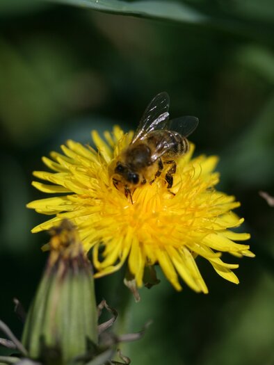 Bee_Pöllau_Eastern Styria | © Tourismusverband Oststeiermark