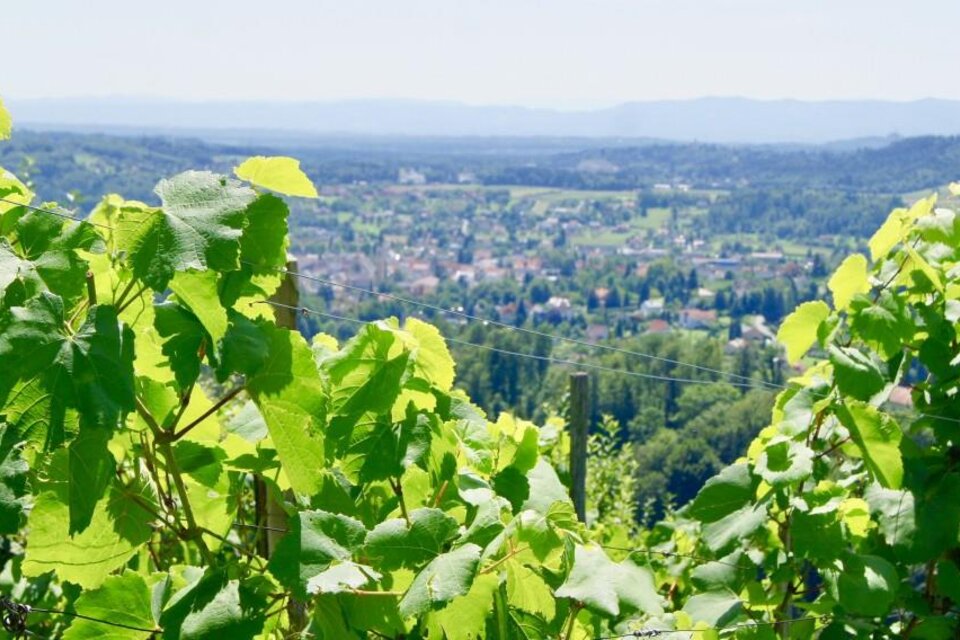 Weinbau Mally Johann - Impression #1 | © Weingut Fam. Mally