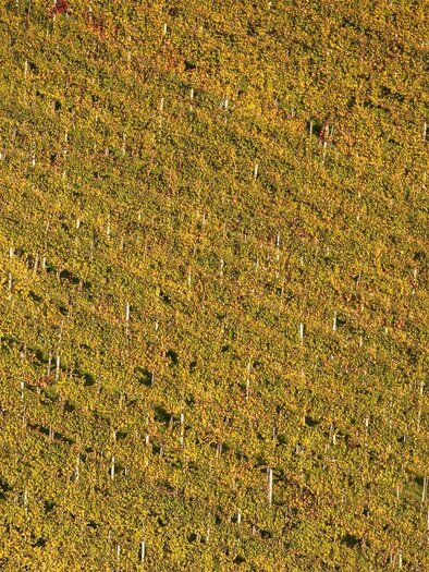 Weingärten Schilcherland Steiermark | © Schilcherland Steiermark