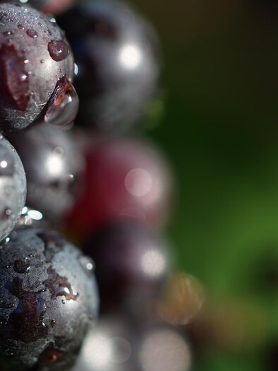 Trauben | © Tourismusverband Südsteiermark