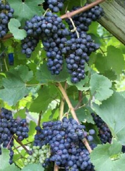 Weintrauben | © TV Sulmtal Koralm