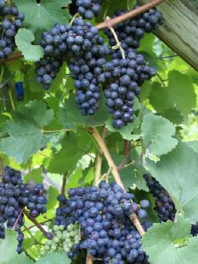 Weintrauben | © TV Sulmtal Koralm