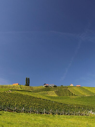 Weinberge | © Edi Aldrian, TV Gamlitz