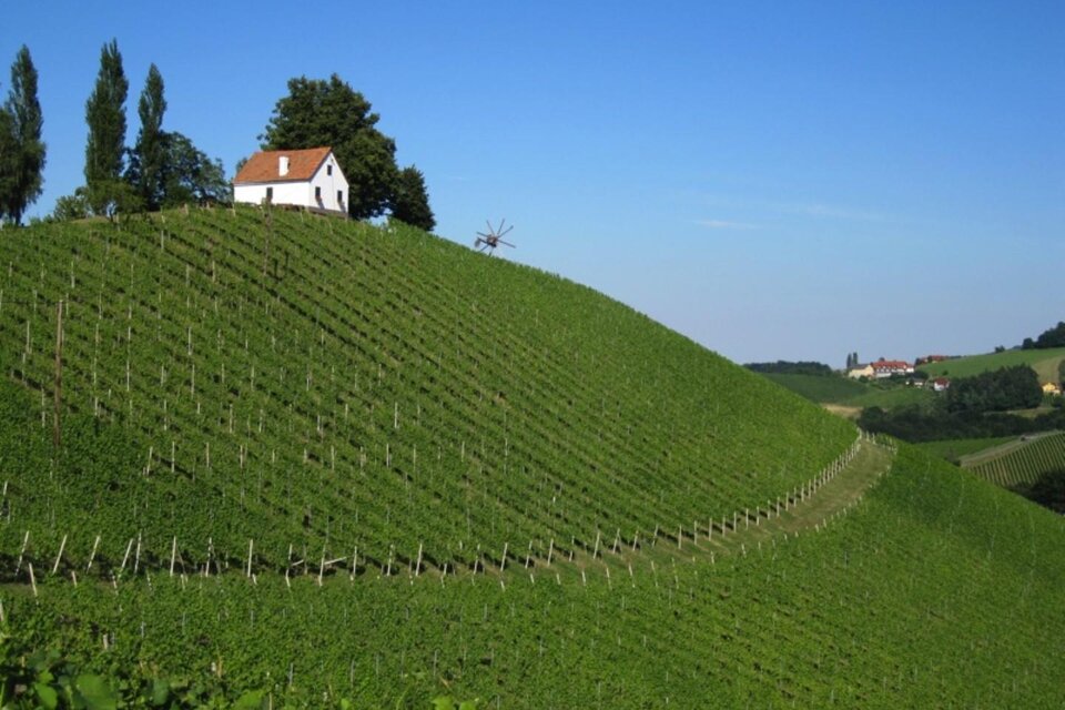 Weingut Adam Schererkogl - Impression #1 | © Adam Schererkogl