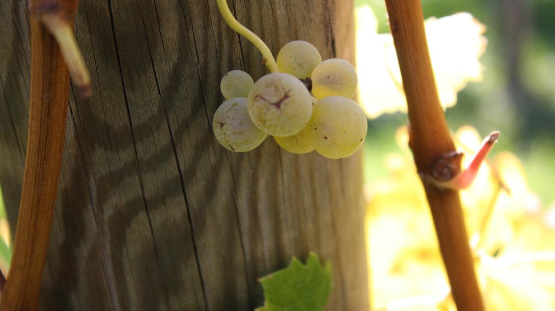 Traube, Weingut Anne Grießbacher | © Weingut Anne Grießbacher