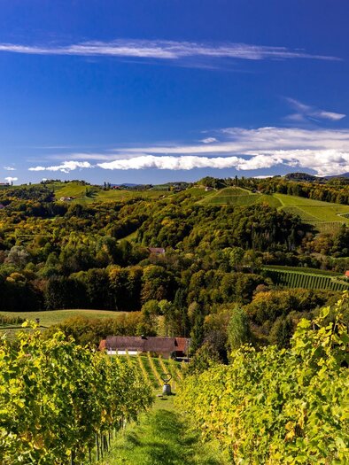 Gamlitz Weinberge | © Harry Schiffer, TV Gamlitz