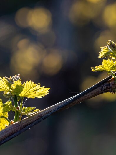 Weinrebe | © TV Gamlitz, Harry Schiffer