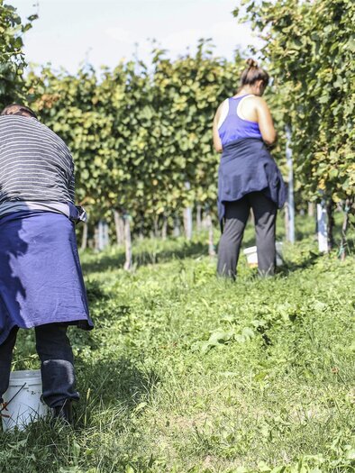 Weinlese | © Weingut Hofer