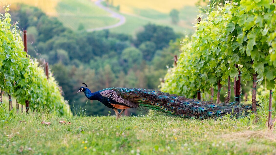 Pfau Gamlitz Weingarten | © Harry Schiffer, TV Gamlitz