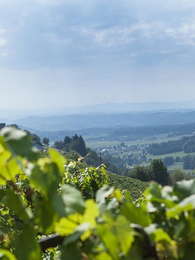 Das Wildbachtal rund ums Weingut Koller | © Fam. Koller