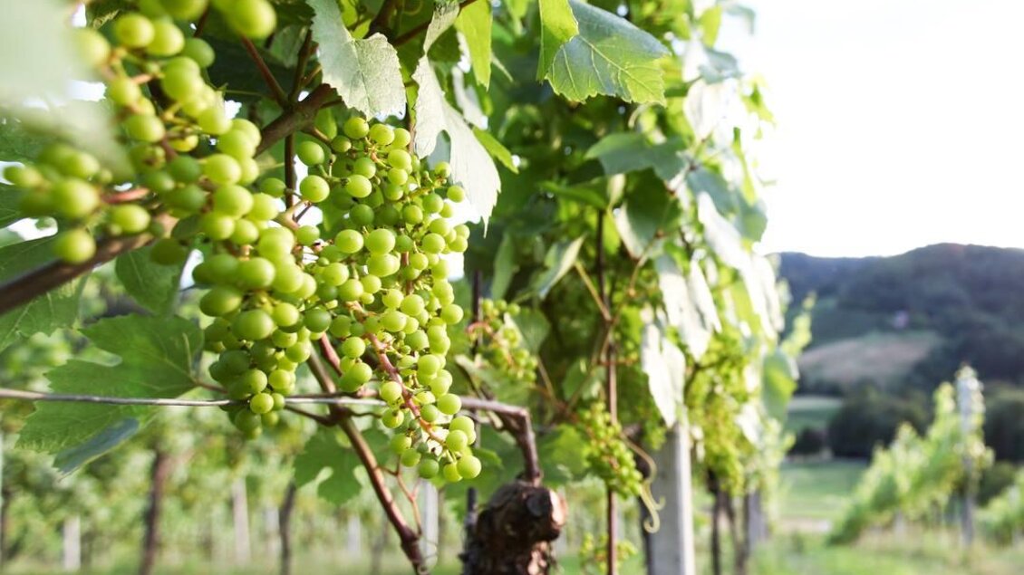 Melcher5 | © Melcher