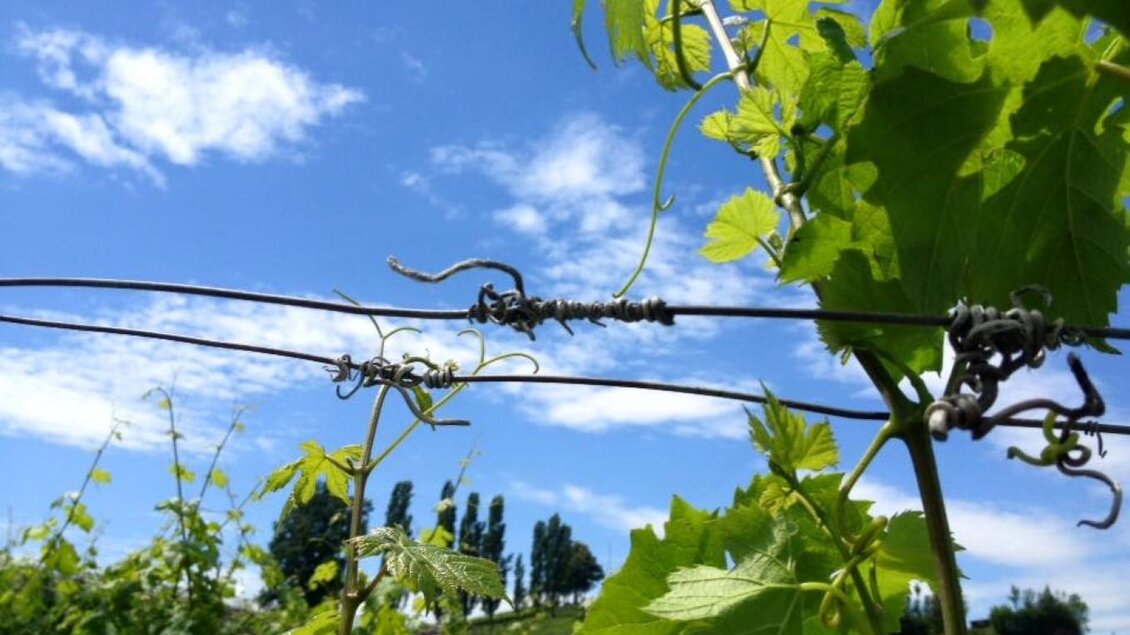 Assigal1 | © Assigal