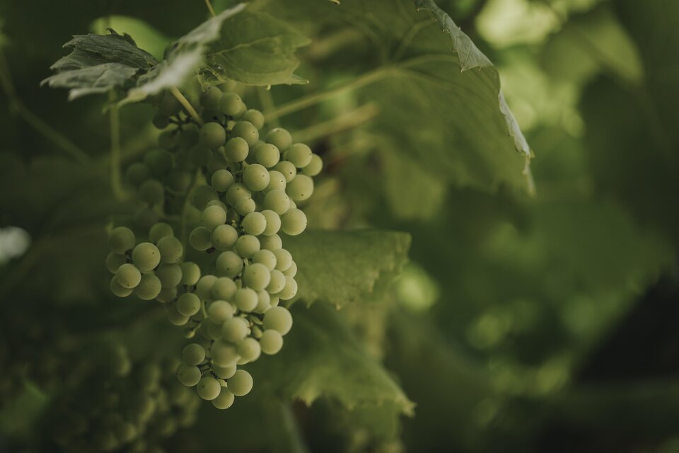 Weingut Weber - Impression #1 | © Schilcherland Steiermark