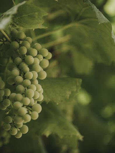 Weinrebe | © Schilcherland Steiermark