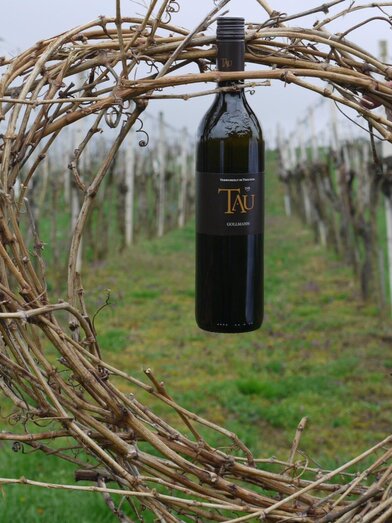 Wein 1 | © Fam. Gollmann | © Fam. Gollmann