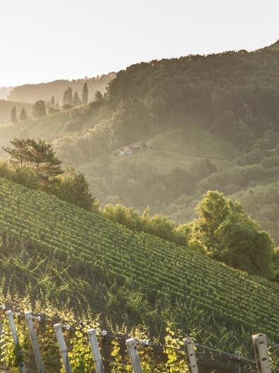 Ausblick_Weingarten | © Christian Karnicar